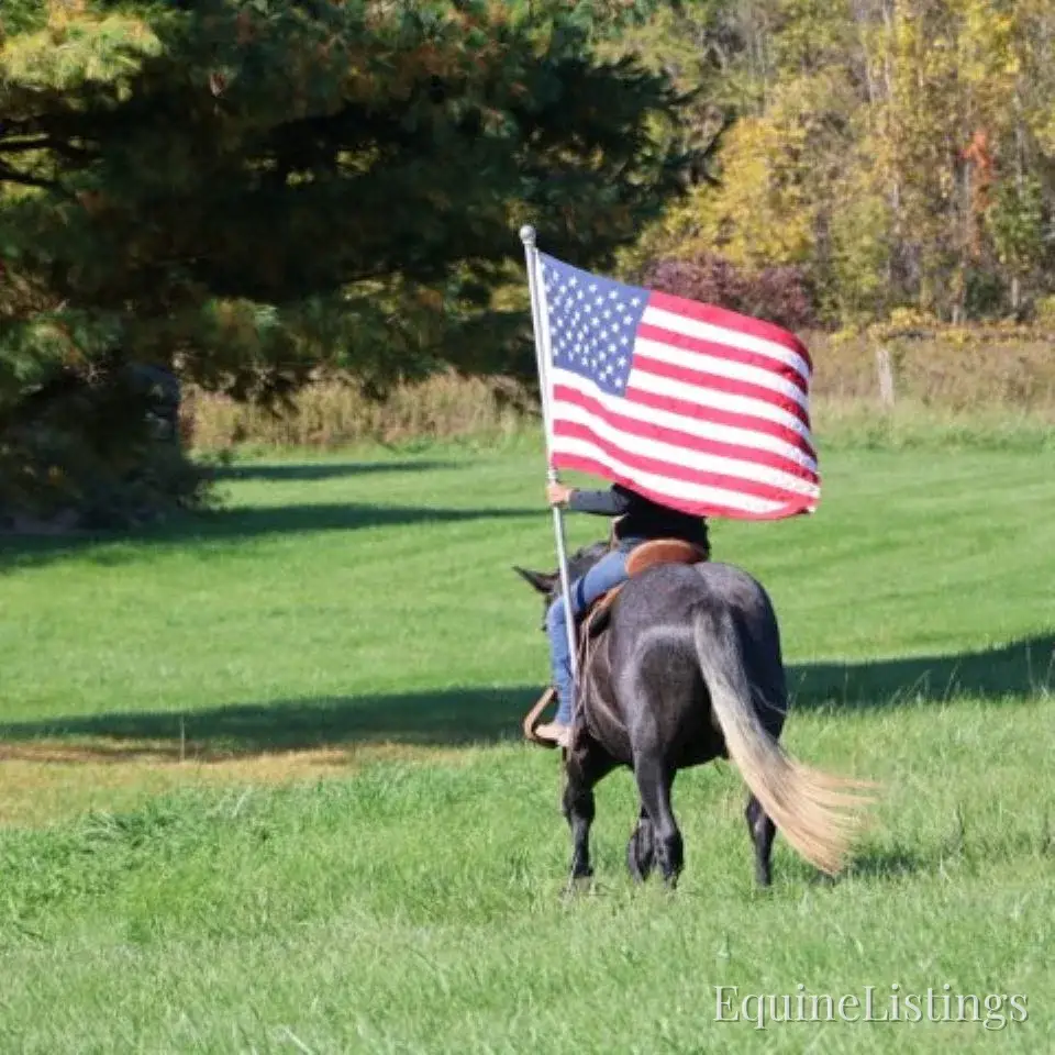 TIMMY Grey Gelding Draft Cross - Photo 5