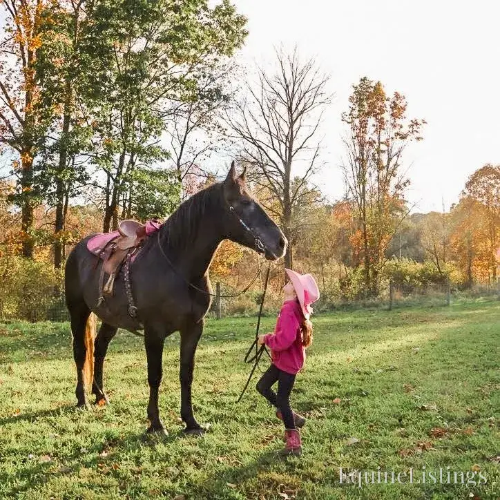 TIMMY Grey Gelding Draft Cross - Photo 6
