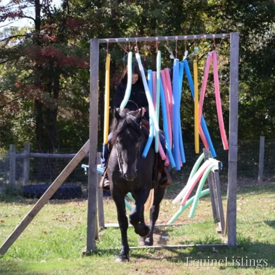 TIMMY Grey Gelding Draft Cross - Photo 9