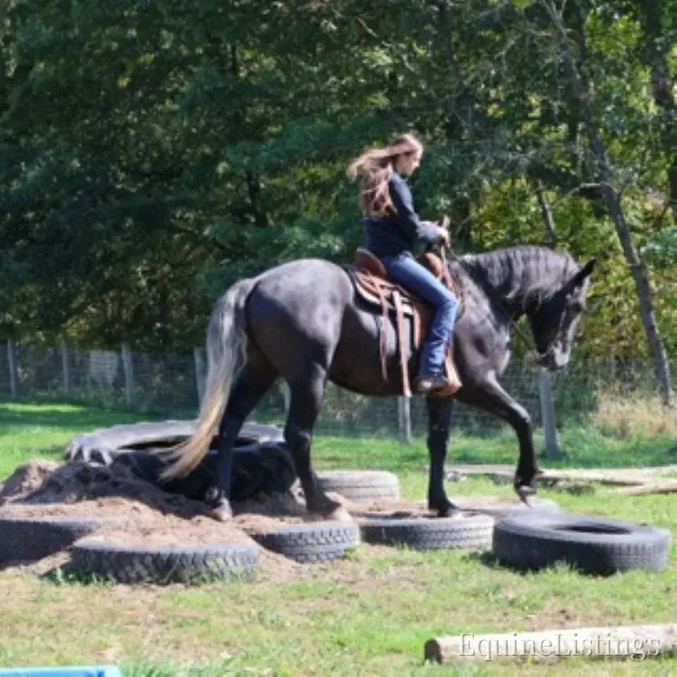 TIMMY Grey Gelding Draft Cross - Photo 10