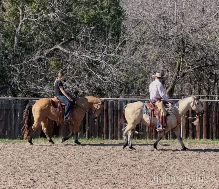 Judge AKA “A Sweet Dude” Buckskin Gelding Buckskin