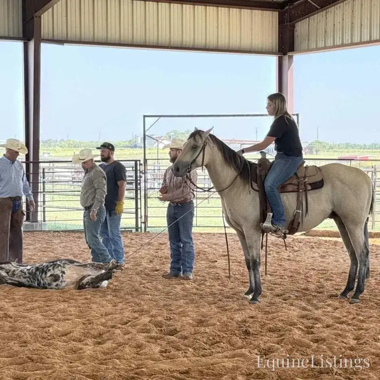 Judge AKA “A Sweet Dude” Buckskin Gelding Buckskin - Photo 12