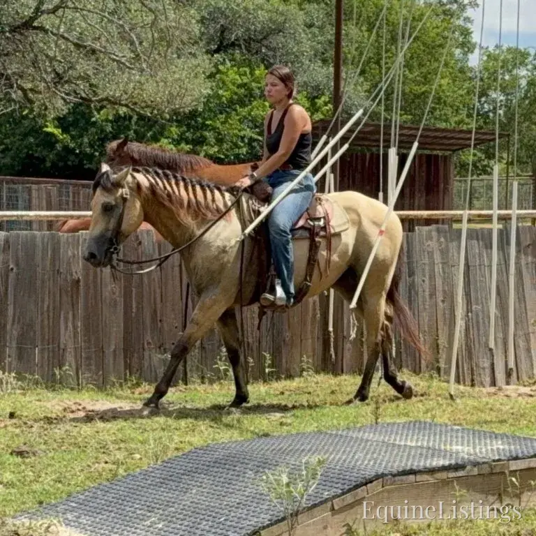 Judge AKA “A Sweet Dude” Buckskin Gelding Buckskin - Photo 14