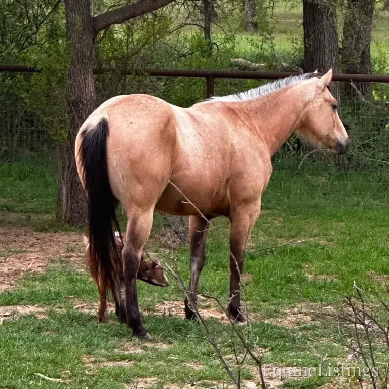 Judge AKA “A Sweet Dude” Buckskin Gelding Buckskin - Photo 15