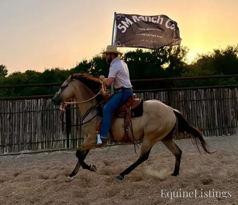Judge AKA “A Sweet Dude” Buckskin Gelding Buckskin - Photo 16