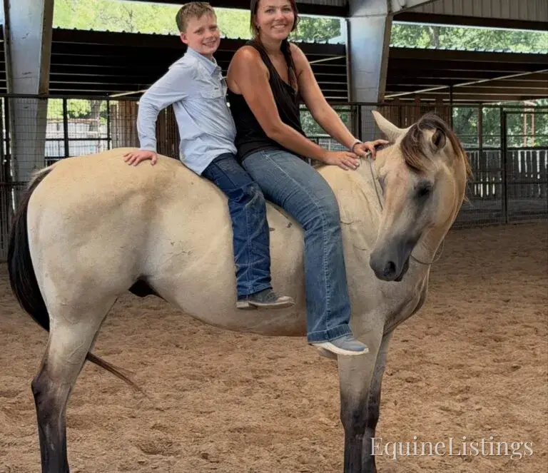 Judge AKA “A Sweet Dude” Buckskin Gelding Buckskin - Photo 17