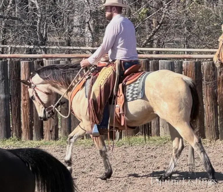 Judge AKA “A Sweet Dude” Buckskin Gelding Buckskin - Photo 18