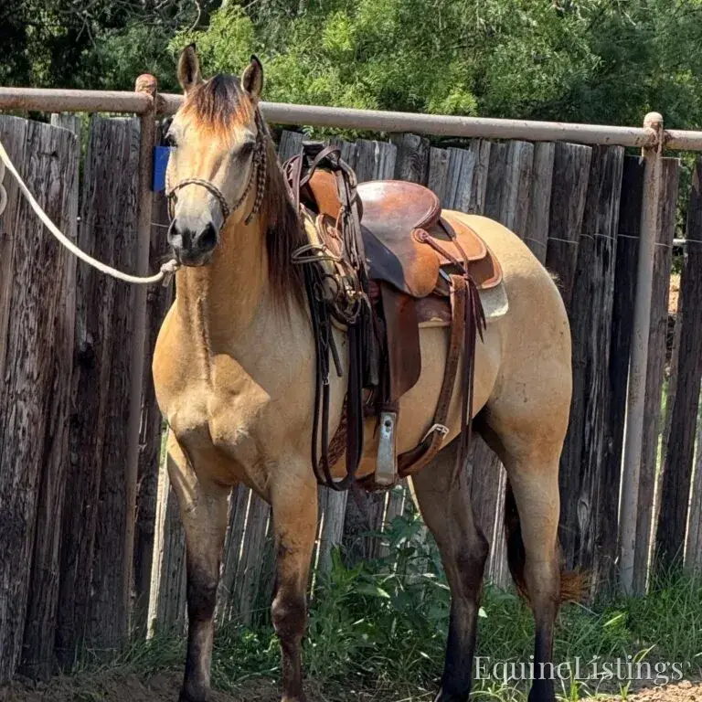 Judge AKA “A Sweet Dude” Buckskin Gelding Buckskin - Photo 19