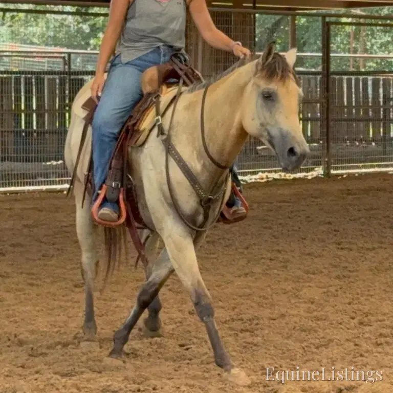Judge AKA “A Sweet Dude” Buckskin Gelding Buckskin - Photo 2