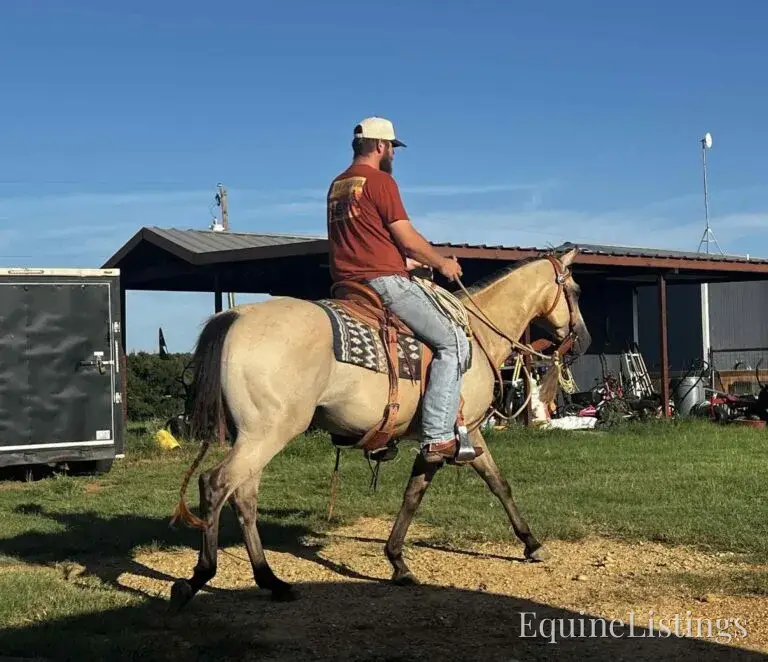 Judge AKA “A Sweet Dude” Buckskin Gelding Buckskin - Photo 21