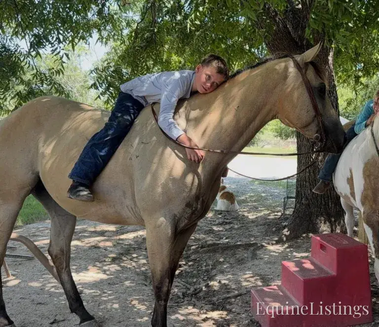 Judge AKA “A Sweet Dude” Buckskin Gelding Buckskin - Photo 22