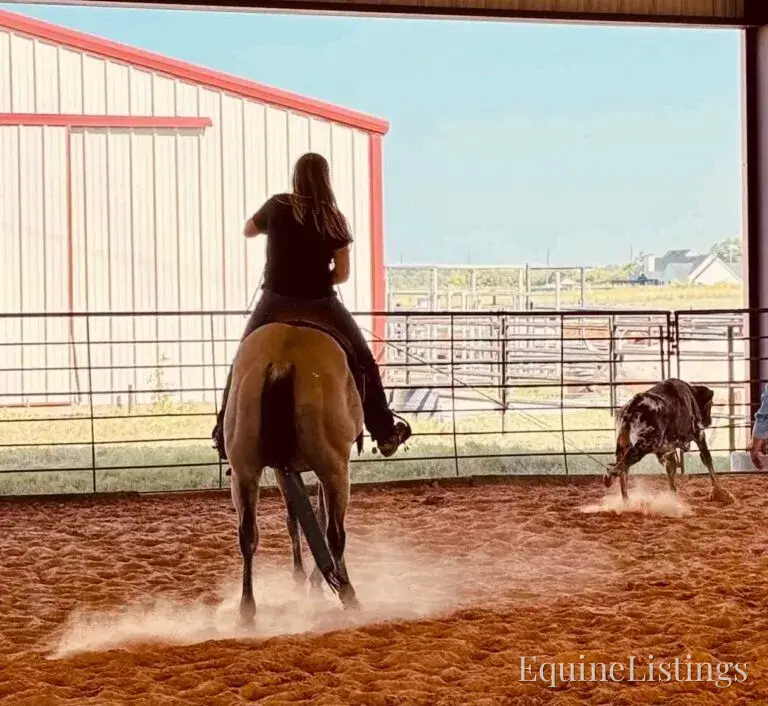 Judge AKA “A Sweet Dude” Buckskin Gelding Buckskin - Photo 23