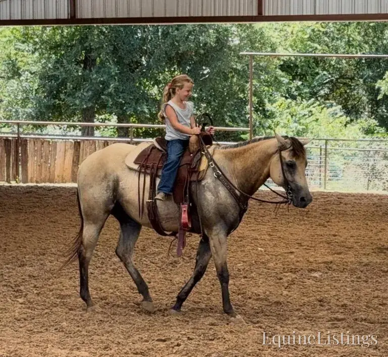 Judge AKA “A Sweet Dude” Buckskin Gelding Buckskin - Photo 24
