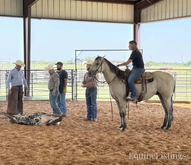 Judge AKA “A Sweet Dude” Buckskin Gelding Buckskin - Photo 26