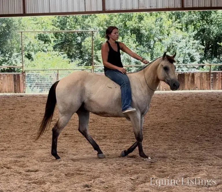 Judge AKA “A Sweet Dude” Buckskin Gelding Buckskin - Photo 28