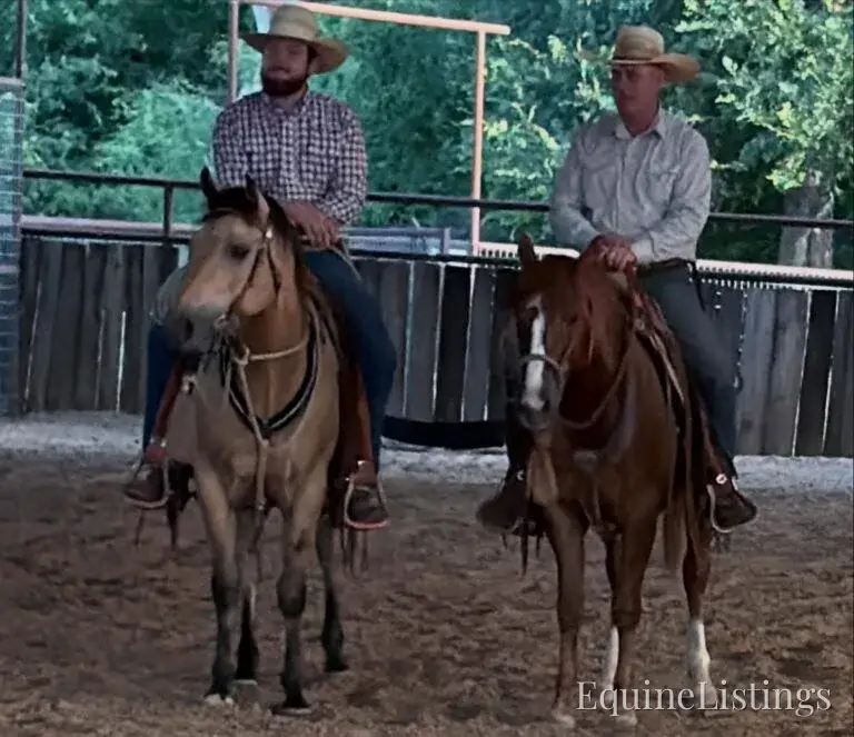 Judge AKA “A Sweet Dude” Buckskin Gelding Buckskin - Photo 30