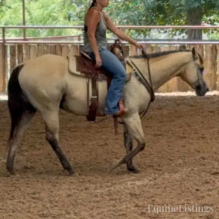 Judge AKA “A Sweet Dude” Buckskin Gelding Buckskin - Photo 3