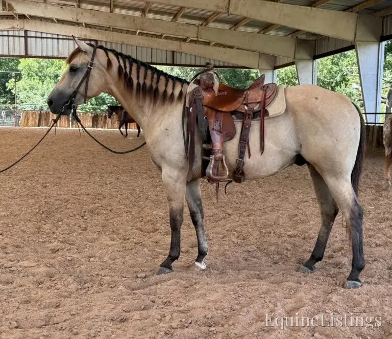 Judge AKA “A Sweet Dude” Buckskin Gelding Buckskin - Photo 31