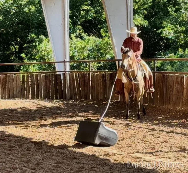 Judge AKA “A Sweet Dude” Buckskin Gelding Buckskin - Photo 34