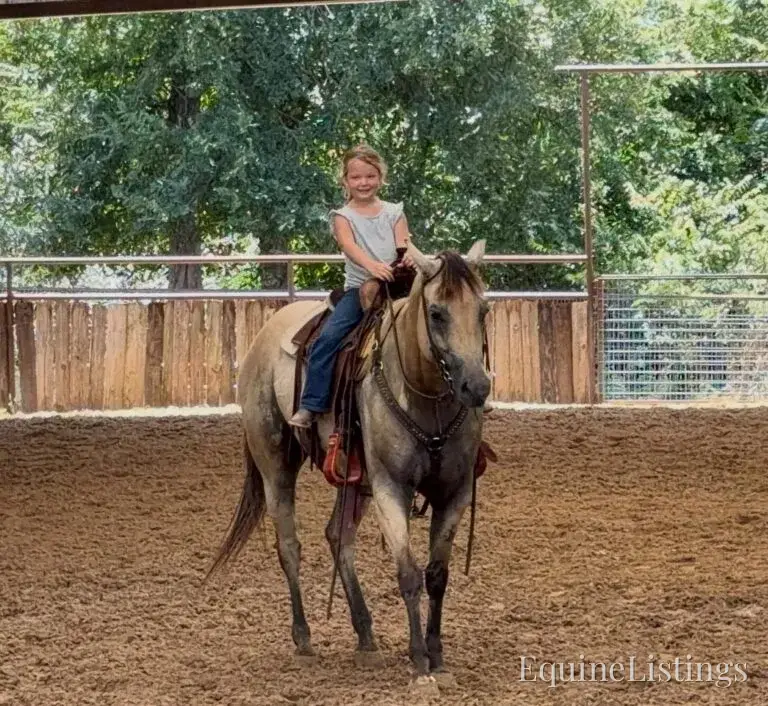 Judge AKA “A Sweet Dude” Buckskin Gelding Buckskin - Photo 35