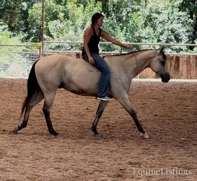Judge AKA “A Sweet Dude” Buckskin Gelding Buckskin - Photo 36