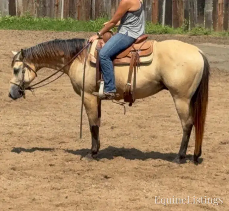 Judge AKA “A Sweet Dude” Buckskin Gelding Buckskin - Photo 37