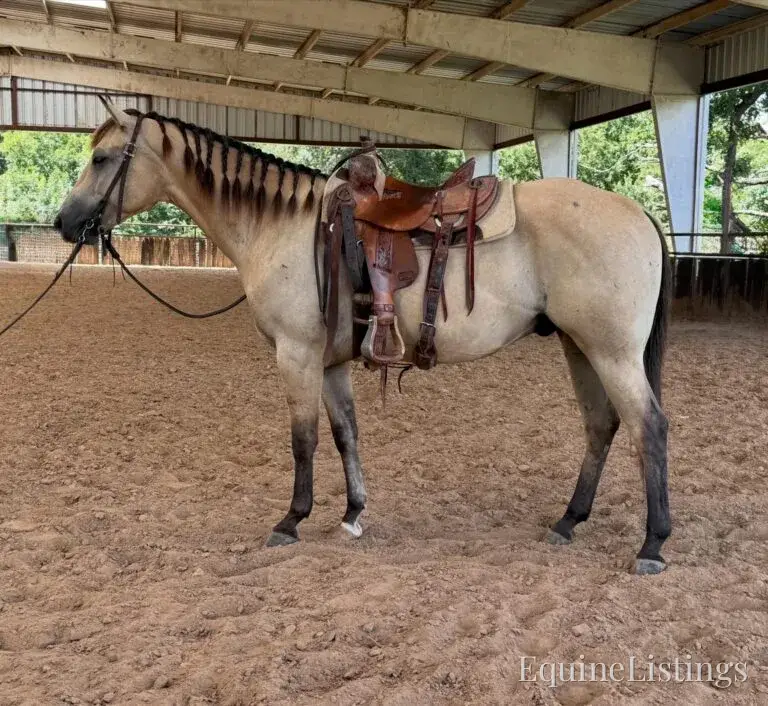 Judge AKA “A Sweet Dude” Buckskin Gelding Buckskin - Photo 38