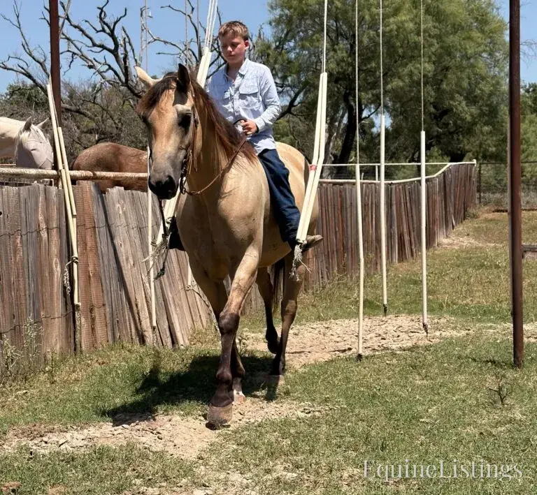 Judge AKA “A Sweet Dude” Buckskin Gelding Buckskin - Photo 39