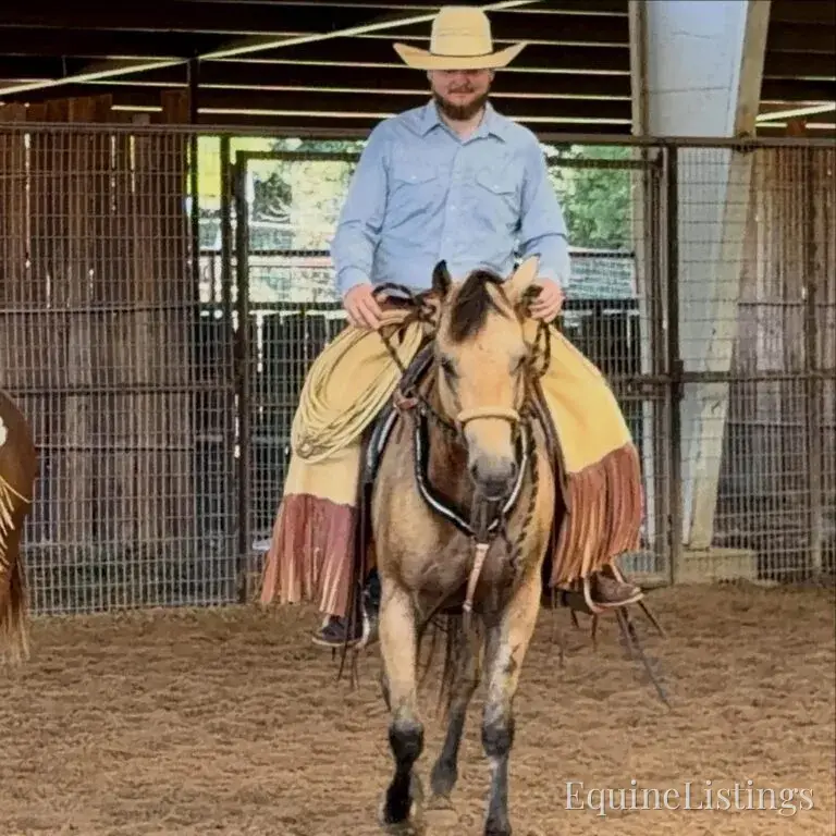 Judge AKA “A Sweet Dude” Buckskin Gelding Buckskin - Photo 4