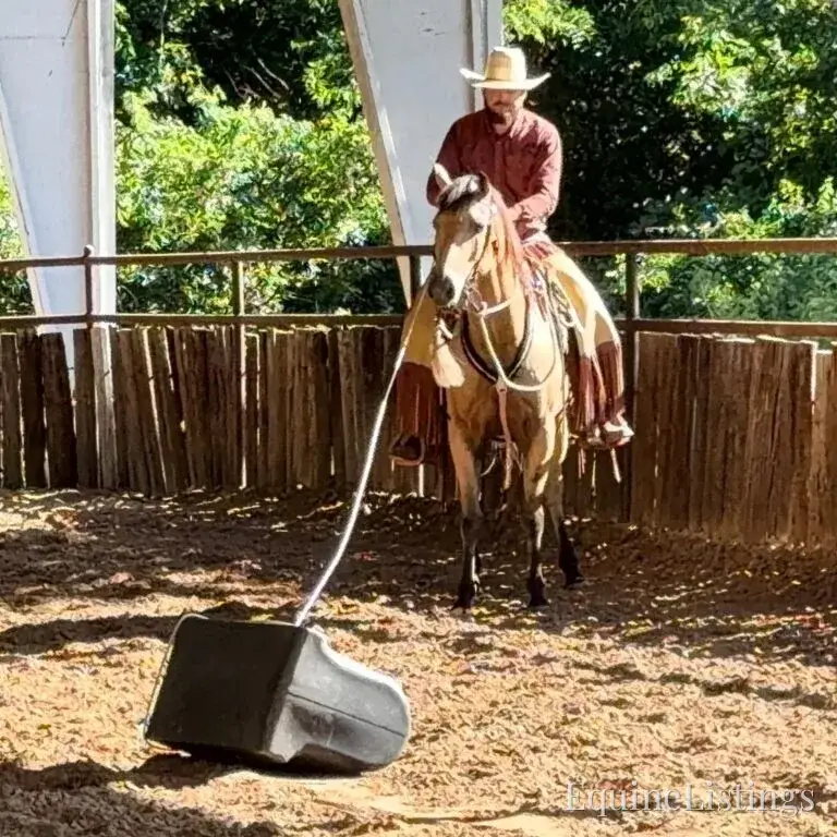 Judge AKA “A Sweet Dude” Buckskin Gelding Buckskin - Photo 5