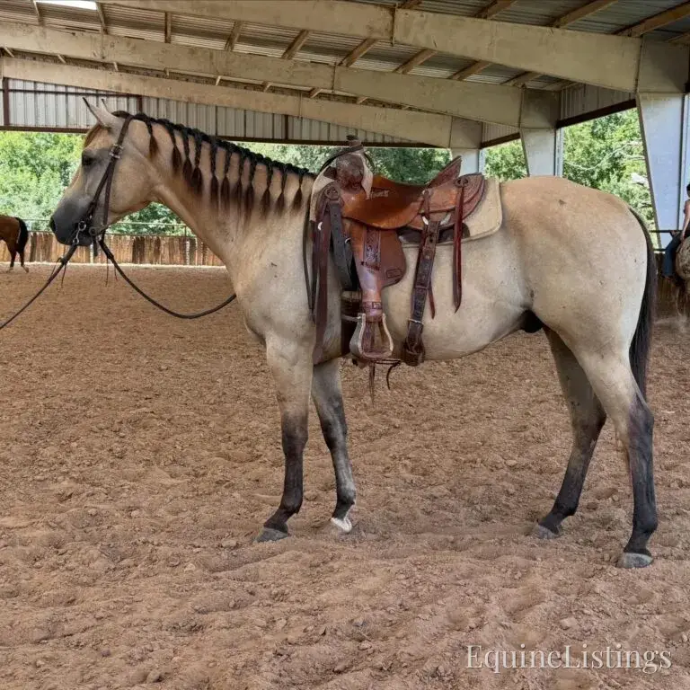 Judge AKA “A Sweet Dude” Buckskin Gelding Buckskin - Photo 7
