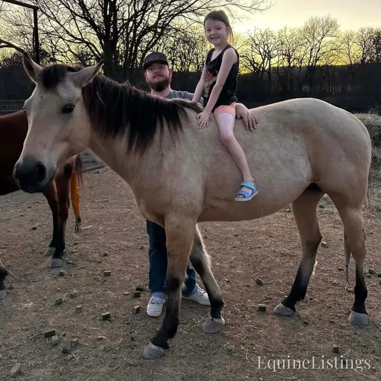Judge AKA “A Sweet Dude” Buckskin Gelding Buckskin - Photo 8