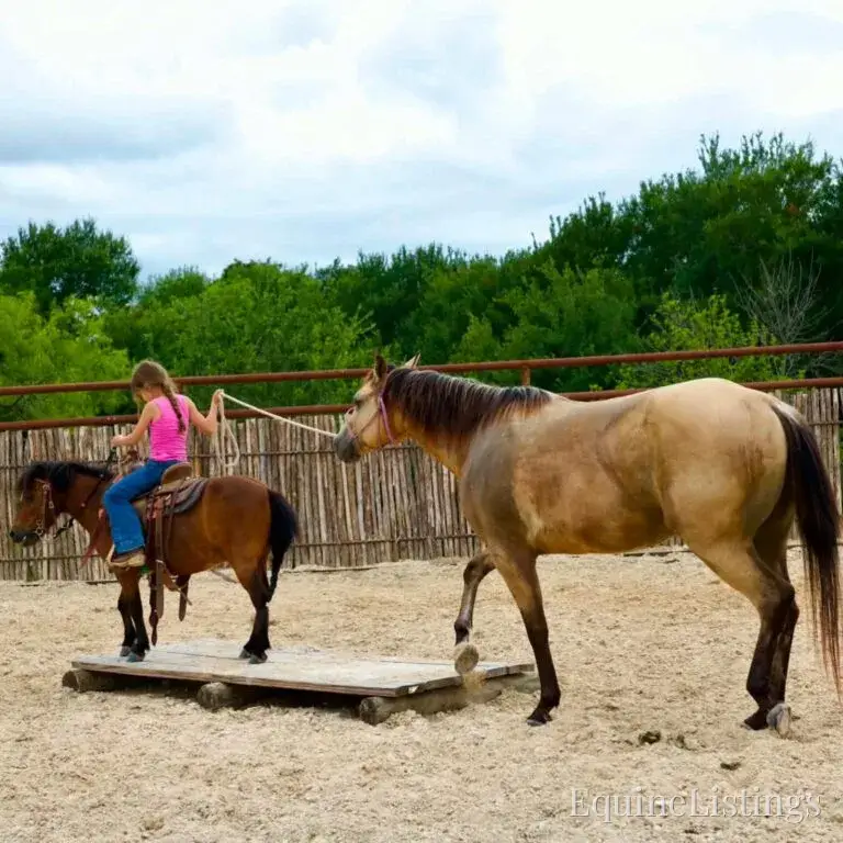 Judge AKA “A Sweet Dude” Buckskin Gelding Buckskin - Photo 9