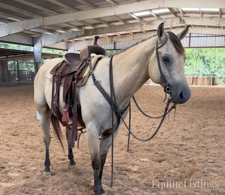 Judge AKA “A Sweet Dude” Buckskin Gelding Buckskin - Photo 10