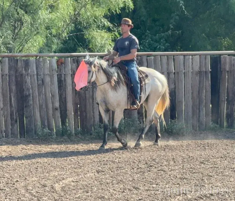 Baron AKA “Watch Baron Blue” Grey Gelding Other Breed