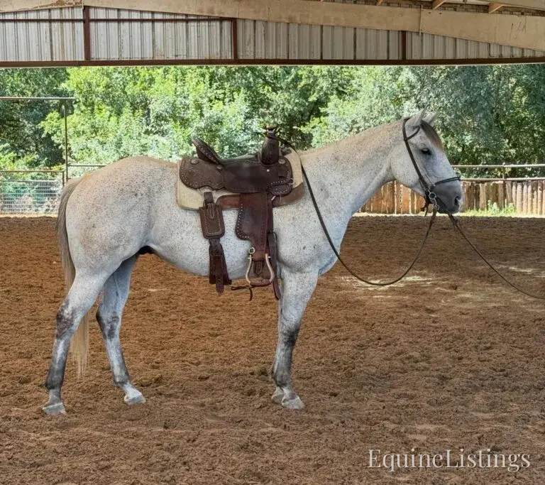 Baron AKA “Watch Baron Blue” Grey Gelding Other Breed - Photo 12