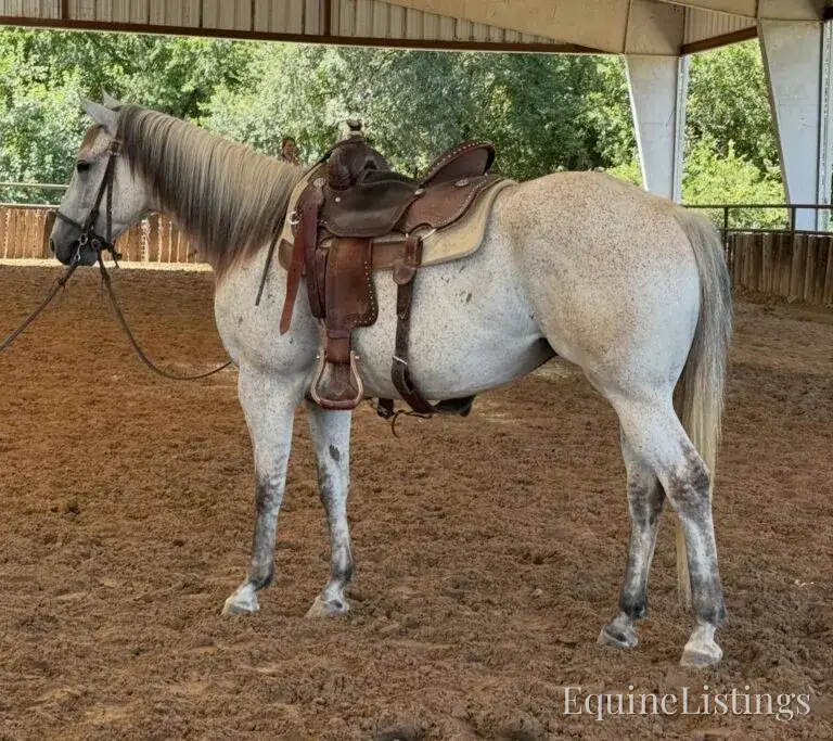 Baron AKA “Watch Baron Blue” Grey Gelding Other Breed - Photo 13
