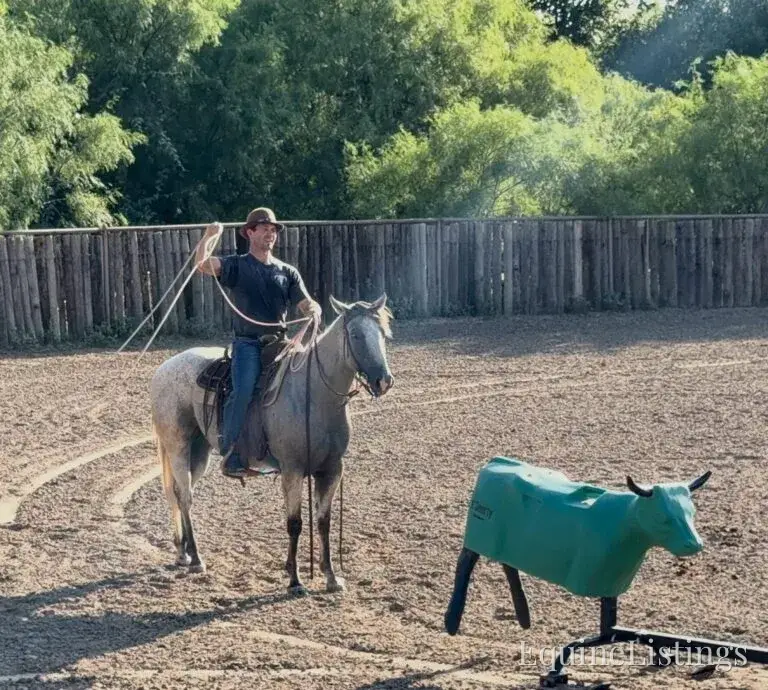 Baron AKA “Watch Baron Blue” Grey Gelding Other Breed - Photo 14