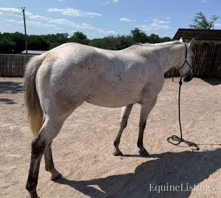 Baron AKA “Watch Baron Blue” Grey Gelding Other Breed - Photo 15