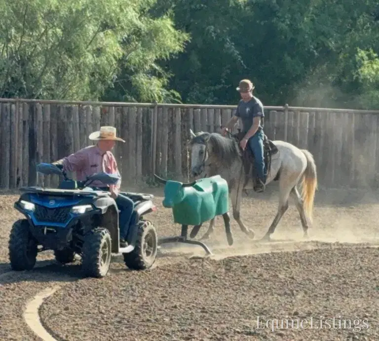 Baron AKA “Watch Baron Blue” Grey Gelding Other Breed - Photo 16