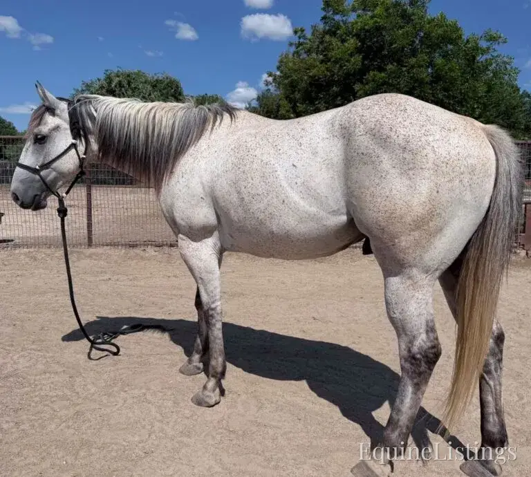 Baron AKA “Watch Baron Blue” Grey Gelding Other Breed - Photo 17
