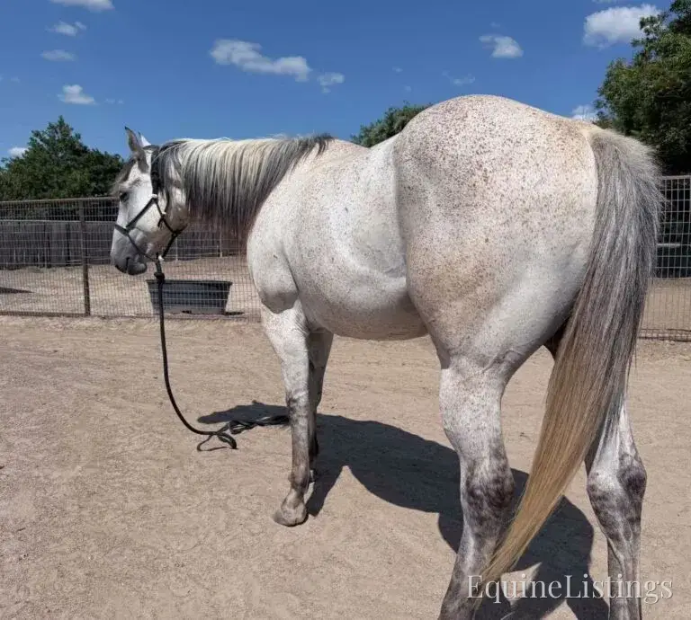 Baron AKA “Watch Baron Blue” Grey Gelding Other Breed - Photo 18