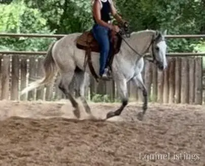 Baron AKA “Watch Baron Blue” Grey Gelding Other Breed - Photo 19