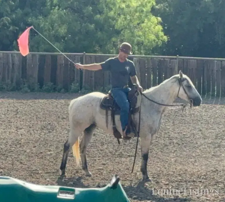 Baron AKA “Watch Baron Blue” Grey Gelding Other Breed - Photo 20