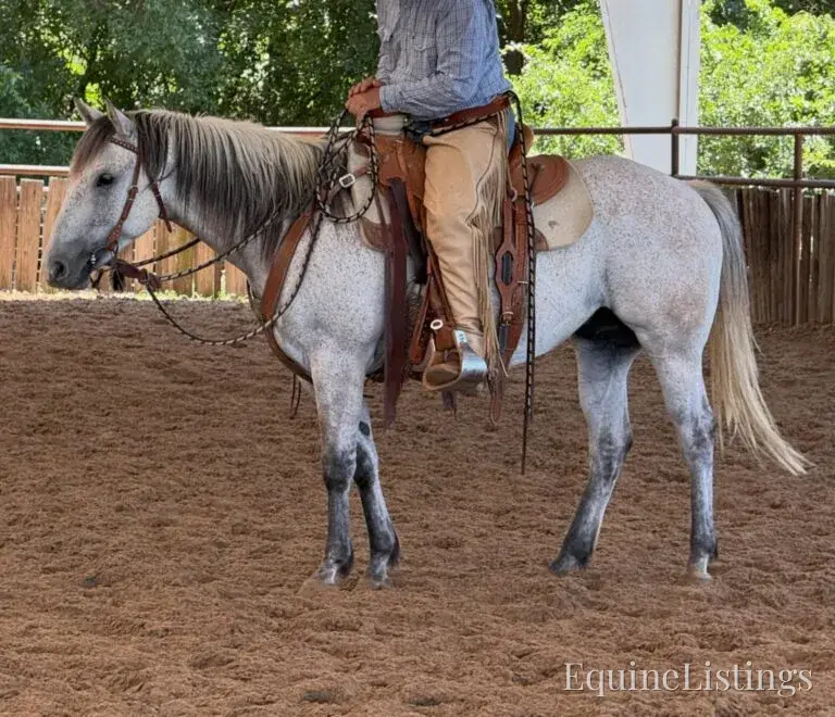Baron AKA “Watch Baron Blue” Grey Gelding Other Breed - Photo 2