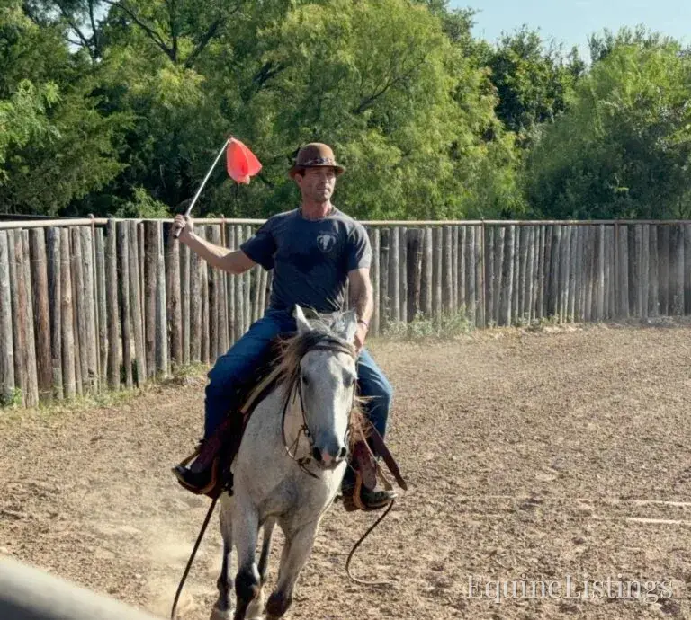 Baron AKA “Watch Baron Blue” Grey Gelding Other Breed - Photo 21