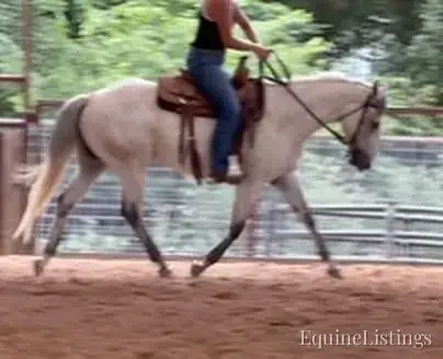 Baron AKA “Watch Baron Blue” Grey Gelding Other Breed - Photo 23