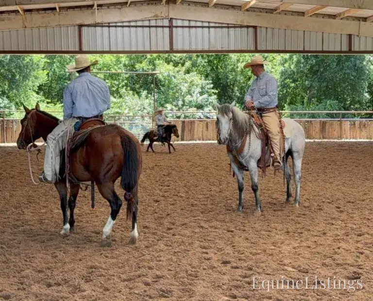 Baron AKA “Watch Baron Blue” Grey Gelding Other Breed - Photo 24