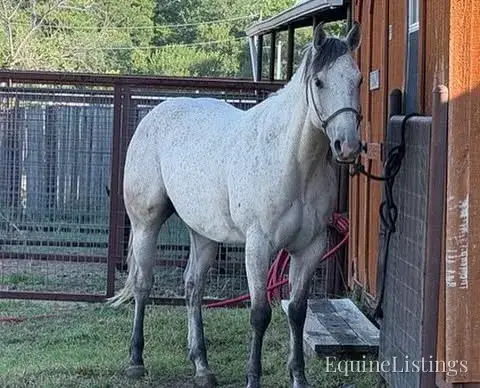 Baron AKA “Watch Baron Blue” Grey Gelding Other Breed - Photo 25
