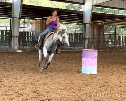 Baron AKA “Watch Baron Blue” Grey Gelding Other Breed - Photo 26